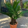Cycas revoluta – sagowiec odwinięty